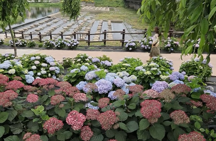 공주 수국 축제