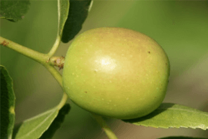 산조인 효능06
