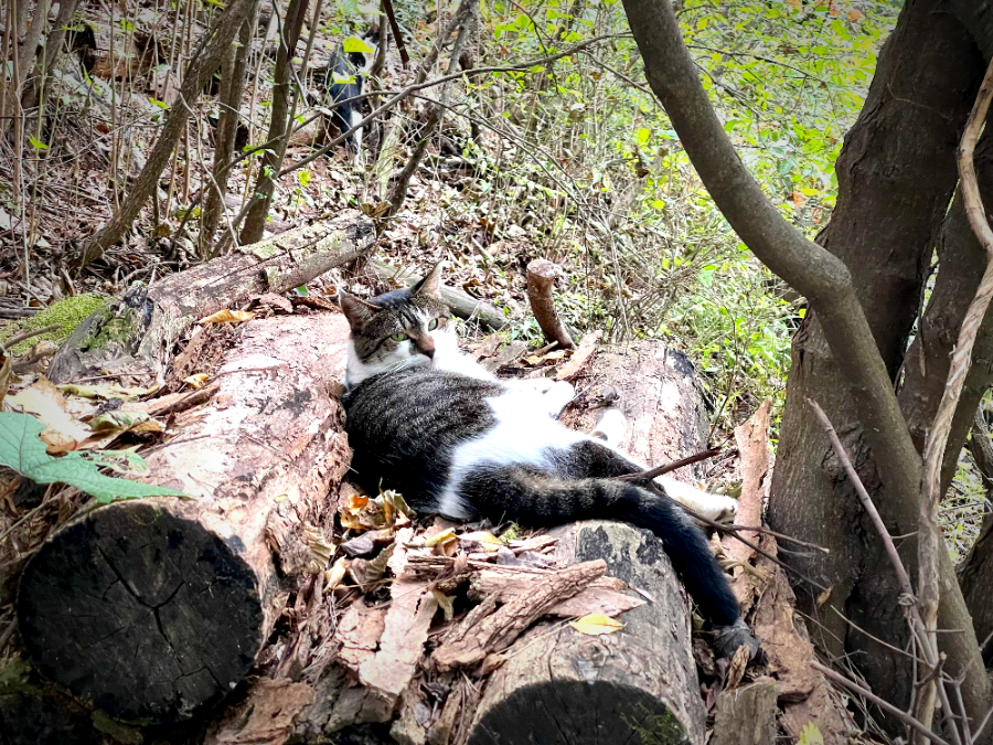 광명 구름산 가을산행 코스