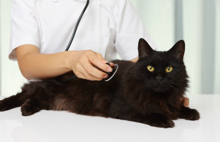 진찰을 받는 고양이.