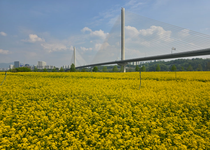구리한강시민공원 유채꽃1
