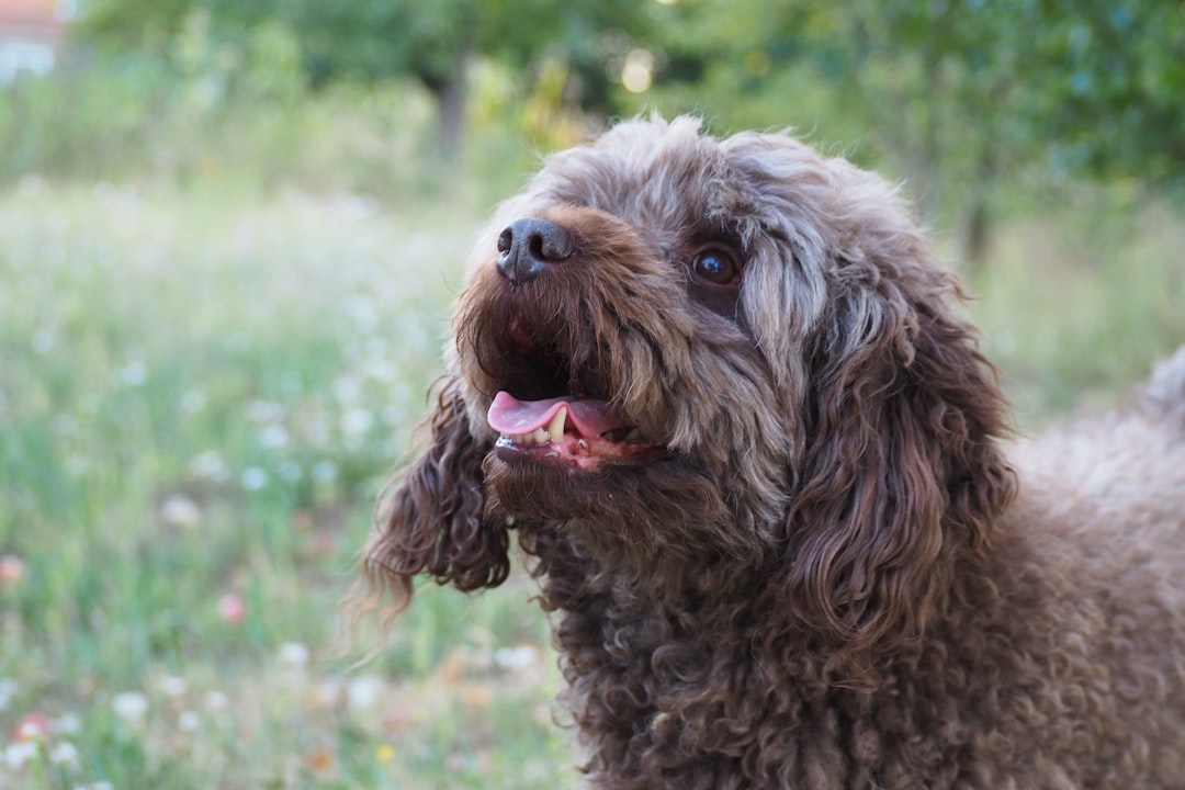 Poodle