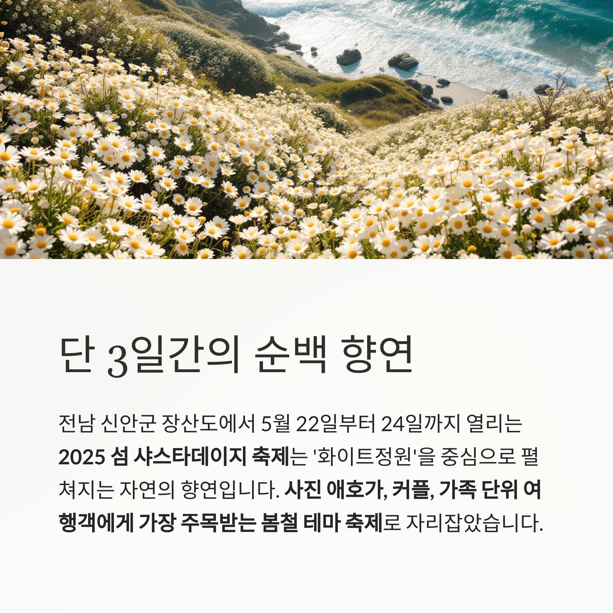 2025 장산도 샤스타데이지 축제, 순백의 정원이 전하는 평화의 풍경
