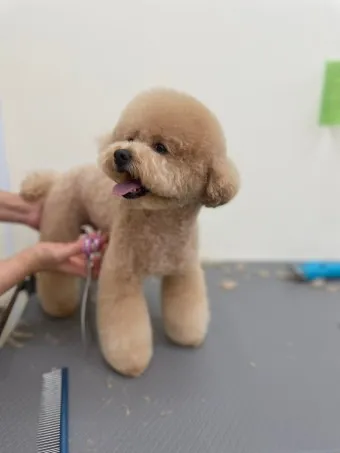 푸들 종류 토이푸들 실버투들 분양 가격 성격_23