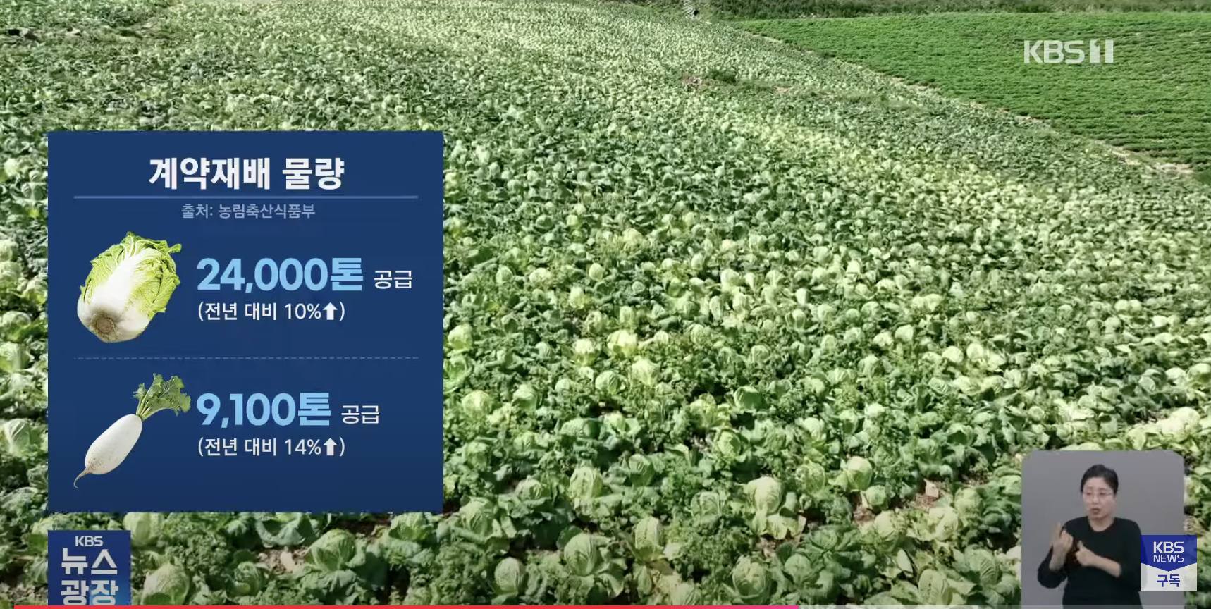 김장철-배추김치-배추-공급량