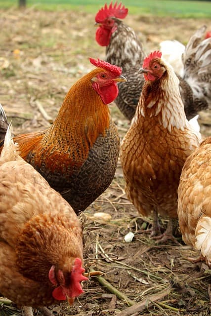 인공지능이 닭의 기분을 읽는다고? 닭의 언어와 AI 실험 이야기