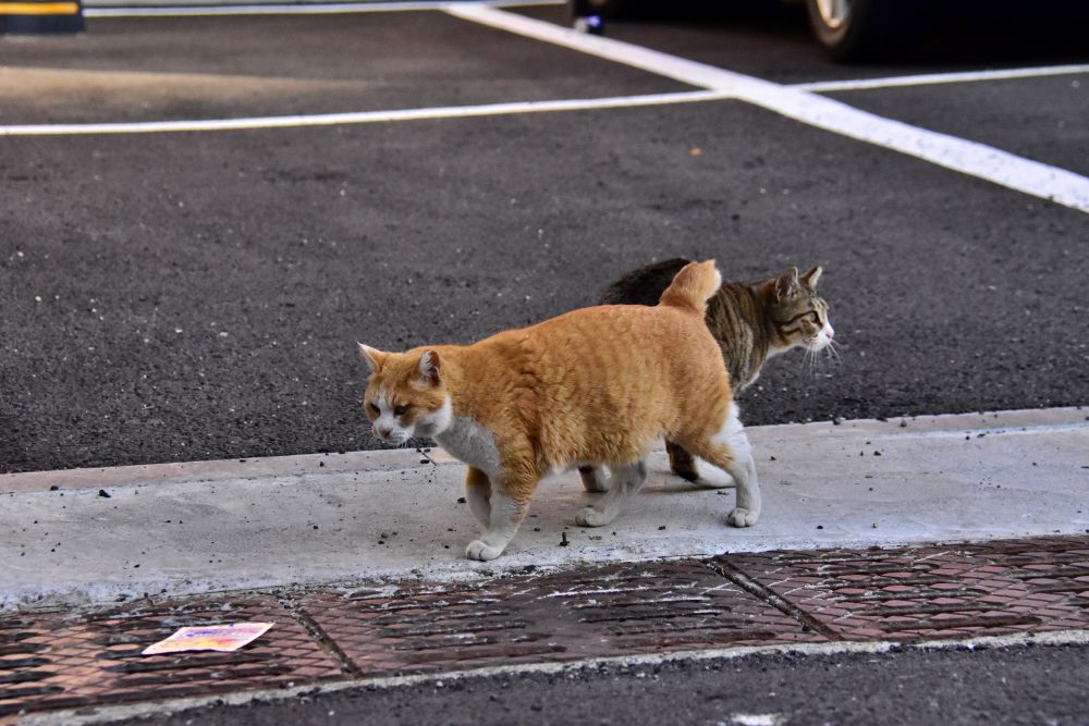 서감마을에서 본 고양이