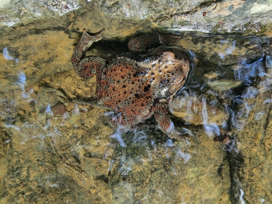 맹꽁이를 지켜야하는 이유와 보호법