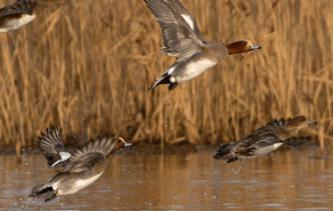나는 꿈, 날으는 꿈, 날아오르는 꿈