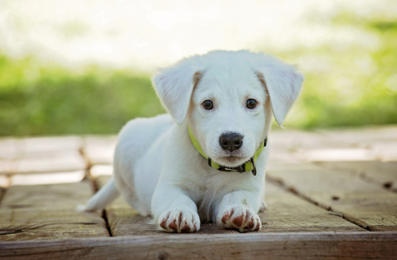 반려견 피부 혹 위험 신호