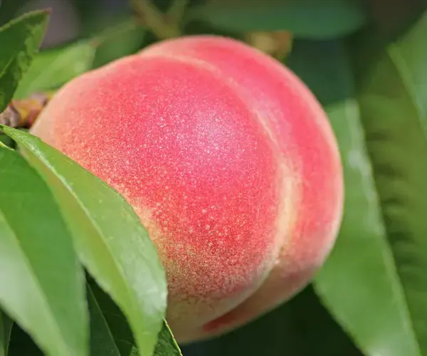 제철 복숭아,신비 복숭아 알레르기 효능, 복숭아 수확시기, 개화시기 알고 먹으면 더 달콤한 과일 이야기