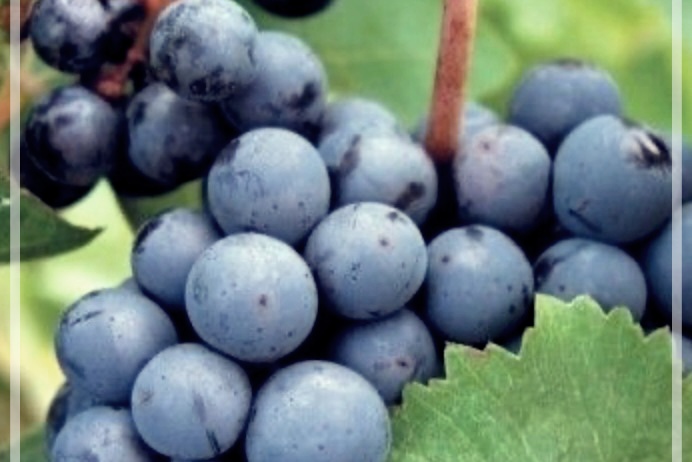 왜 포도즙을 마셔야 하는가? 포도즙 효능 알아보기