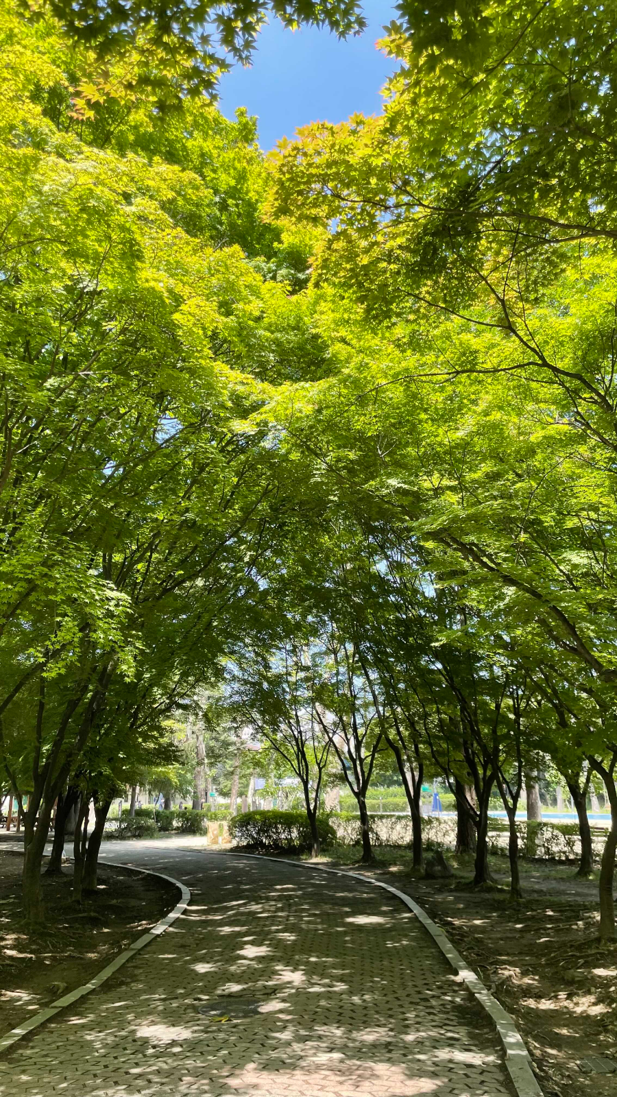 양재(매헌)시민의 숲 나들이 울창한 산책길