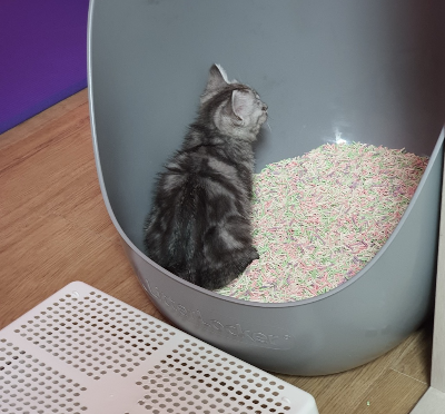 아기 고양이 별찌가 회색 화장실 안에 앉아 있고 앞에 발판이 놓여있는 사진, 입양 초기나 새끼 고양이의 경우 화장실 기준 예시