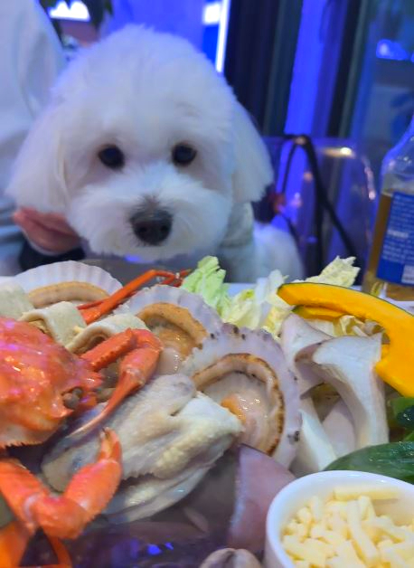 속초바다다조개다