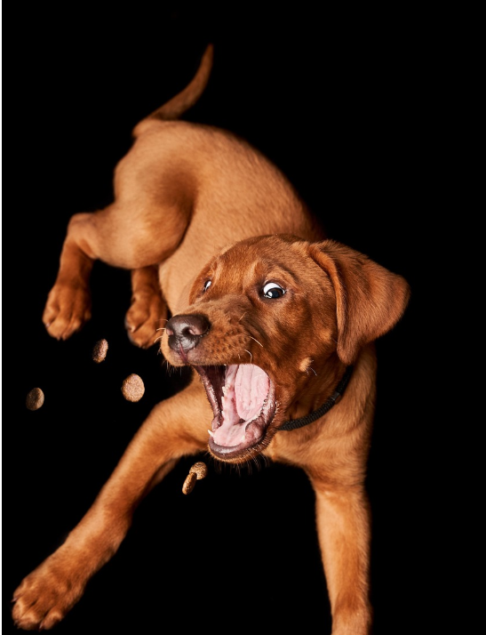 강아지 꼬리를 무는 이미지