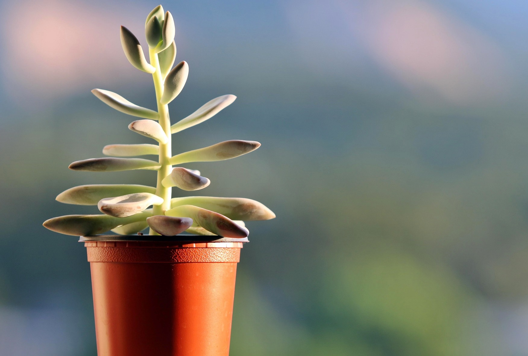 영하 한파에도 식물 살리는 법! 다육이·몬스테라·고무나무 겨울 월동 완전 가이드