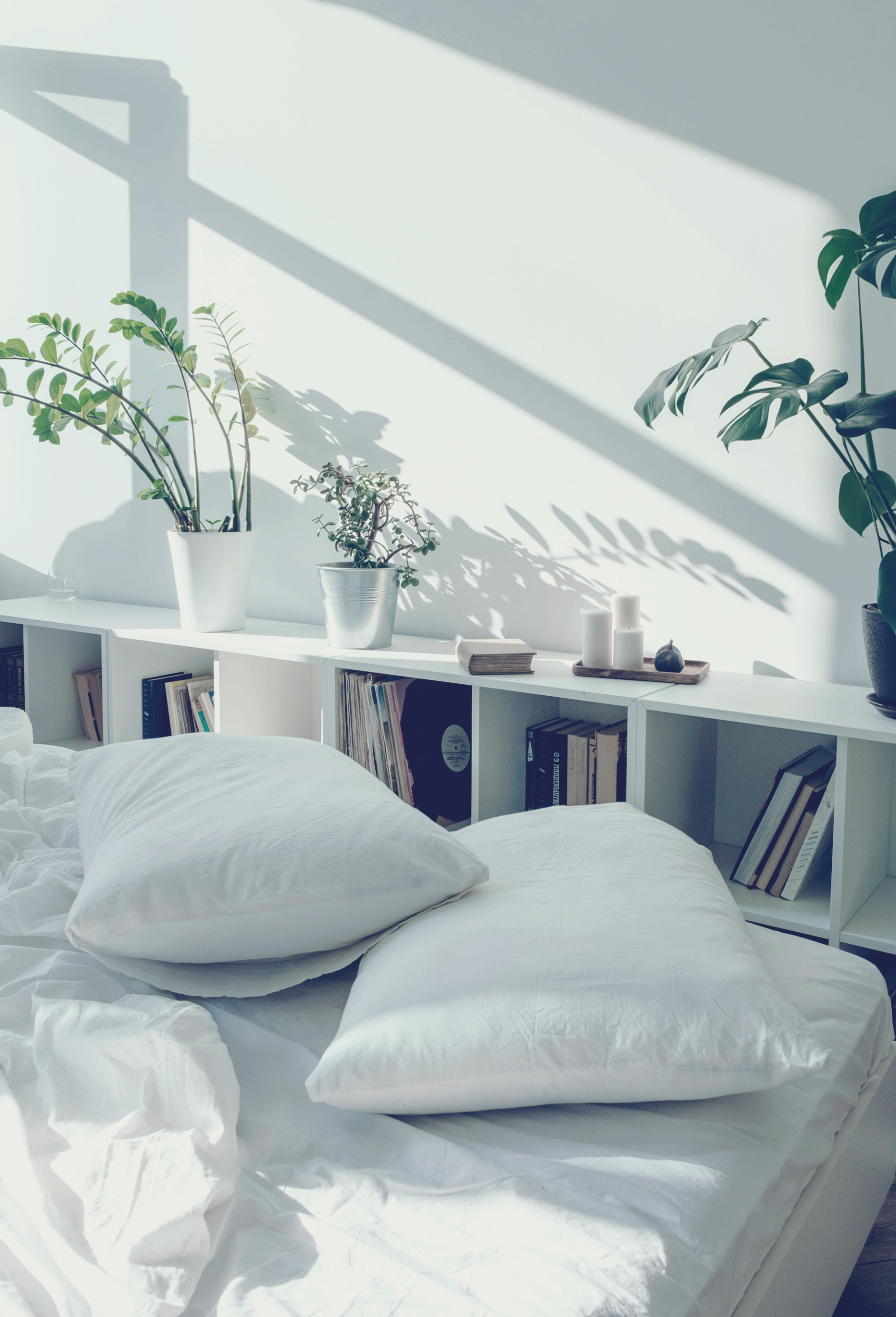 반려동물을 위한 냄새 스트레스를 줄이는 집안 환기·청소 루틴 완전 가이드