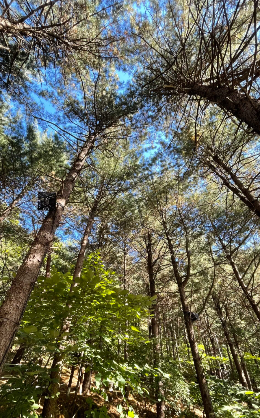 파주 감악산 출렁다리