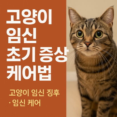 고양이 임신이 의심된다면? 초기 증상 & 출산까지의 준비 체크리스트