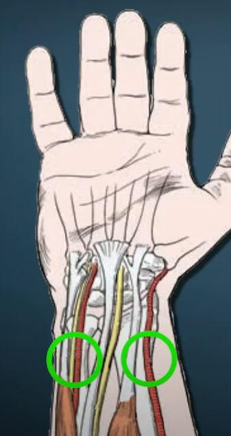 대외동맥, 방사동맥 위치