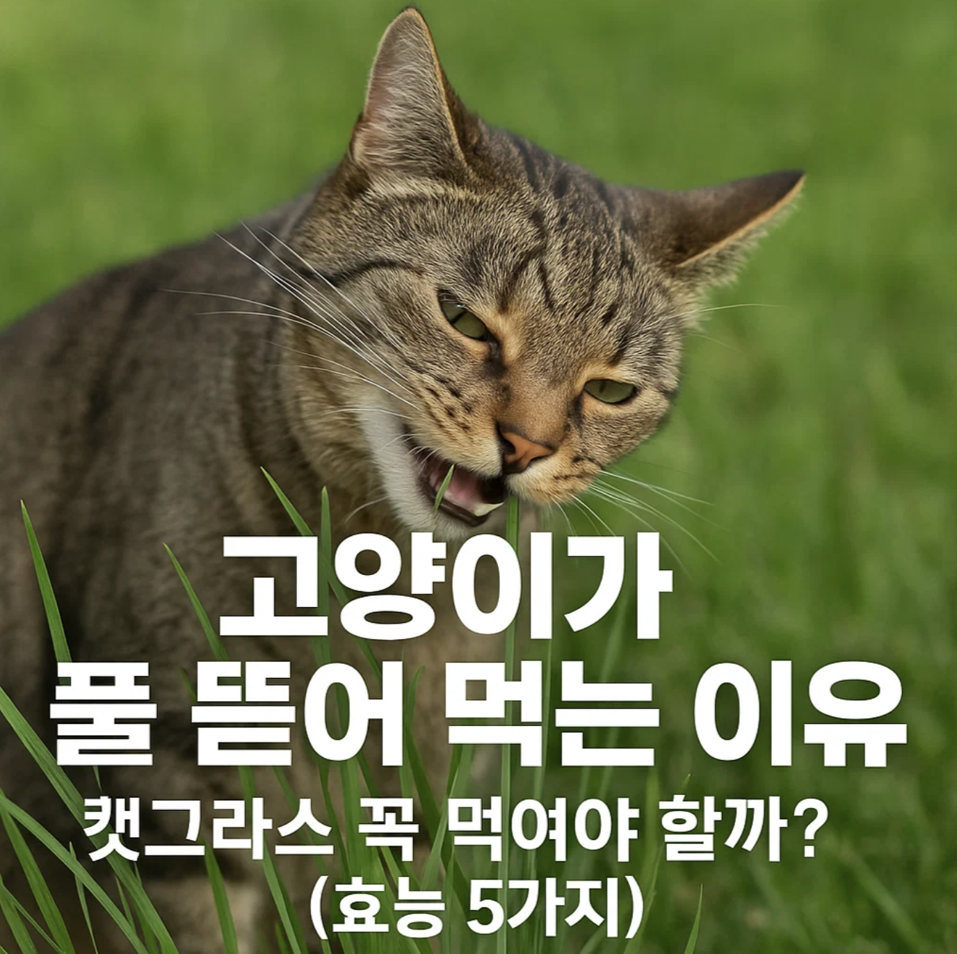 고양이가 풀 뜯어 먹는 이유, 캣그라스 꼭 먹여야 할까? (효능 5가지)