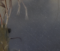 홍성남당항 대하축제