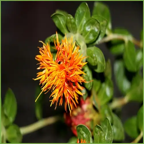 홍화씨 효능 복용방법 부작용