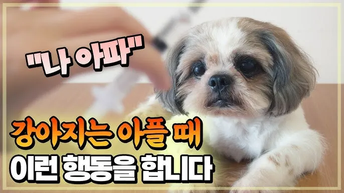 강아지 아플 때 증상 10가지 주의해야 할 건강 신호_2