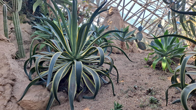 제주여행_여미지식물원