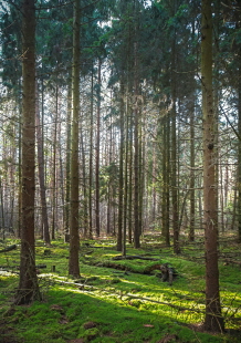 임업직불금 신청하기