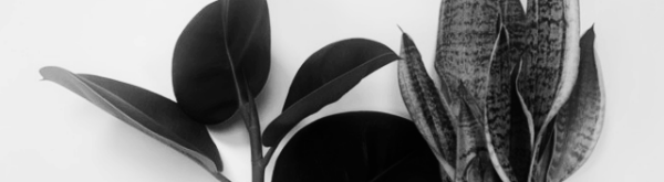 여인초 키우기: 여인초 수경재배