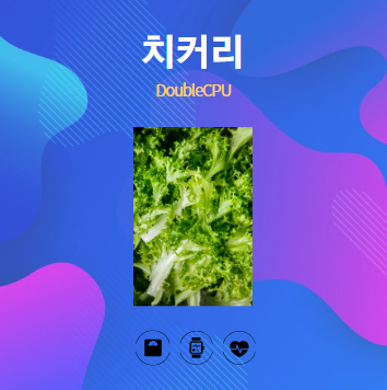 치커리