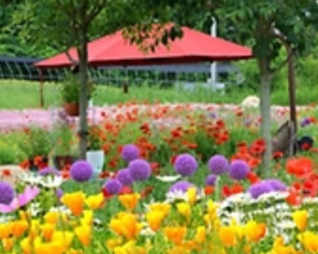 2025 원주용수골꽃양귀비축제