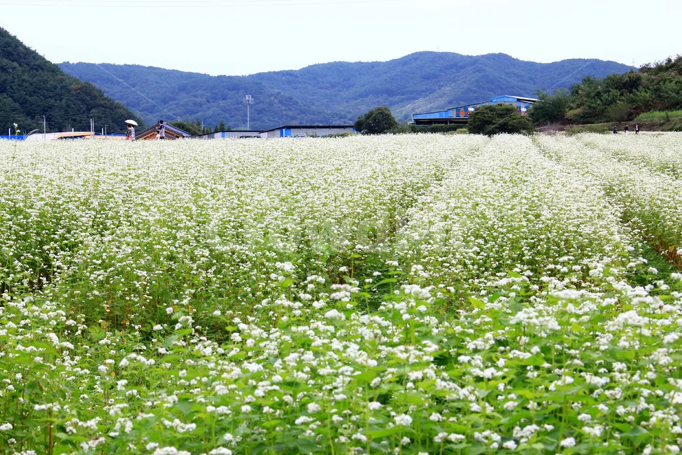 메밀 재배 파종 적기 배수 관리 비료 절감 요령_3