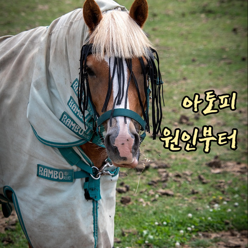 아토피 피부염 유전? 환경? 원인부터..