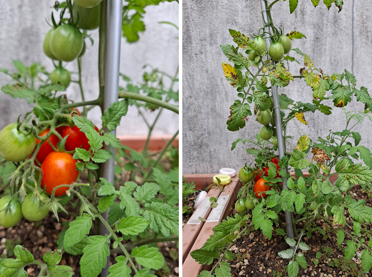 화분에 심어 놓은 방울 토마토
익어가고 있는 사진