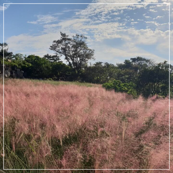 제주도 마노르블랑 핑크뮬리축제 인생사진 찍어봅시다.