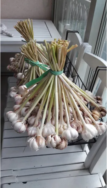 통마늘 지퍼백 보관 효과 오래 보관하는 방법_9