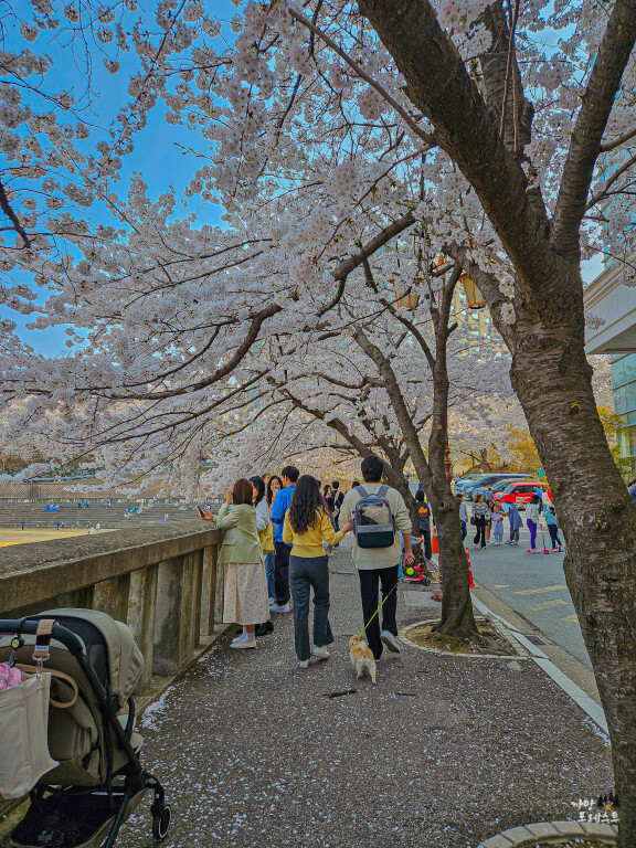경희대 국제 캠퍼스 나들이