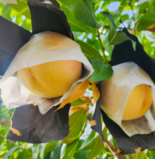 대전 베리 팜 설아복숭아