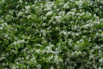 백화등 키우기 삽목방법 가지치기 꽃 노지월동까지_4