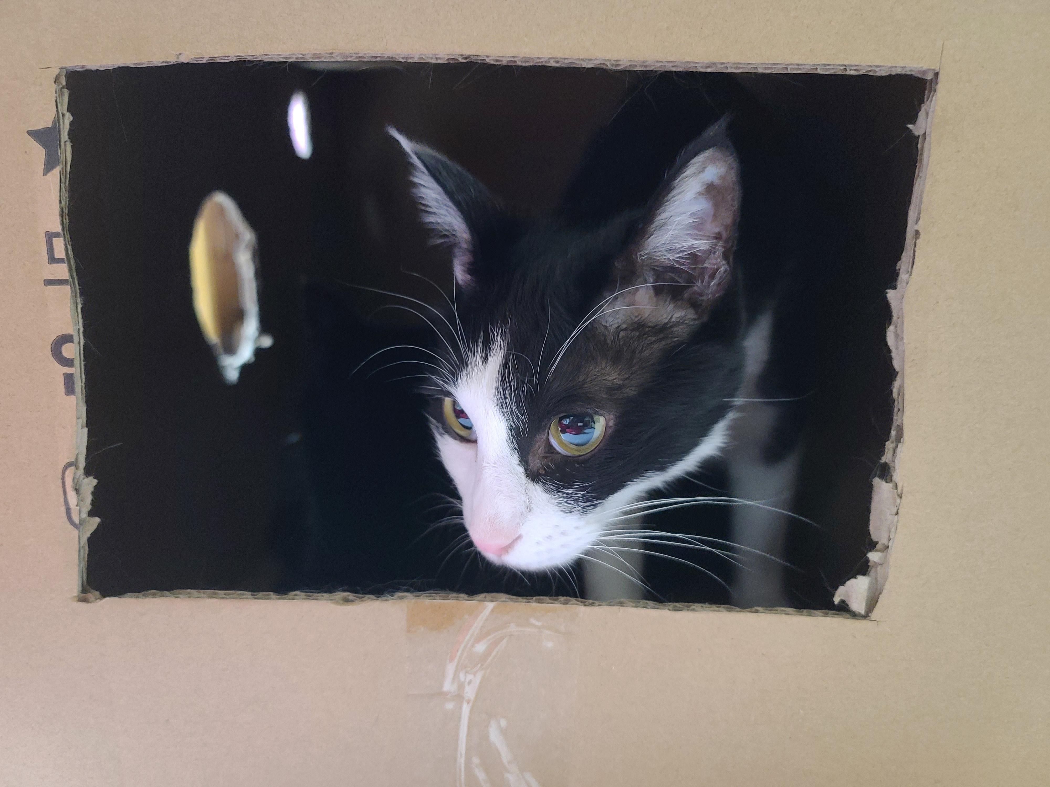 사이좋은 남매고양이 건이랑 두리