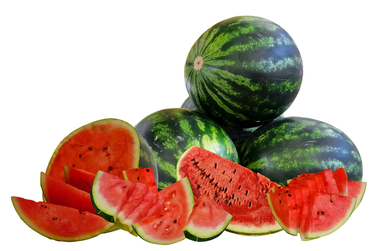 수박 모종 심는 시기