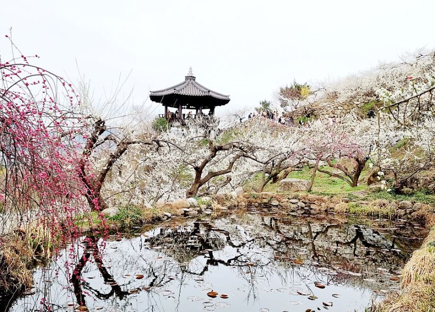과양 매화축제