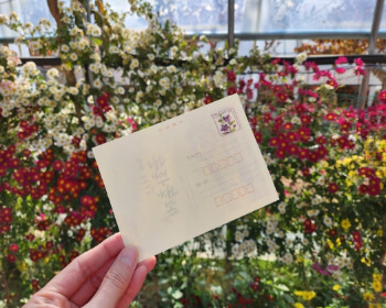 서산 국화축제_12