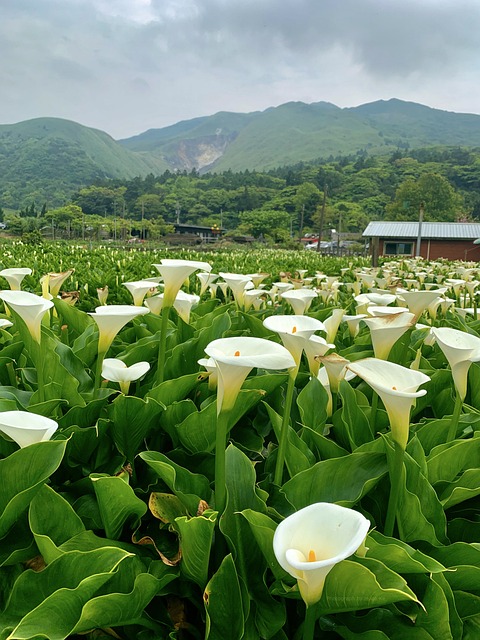 대만
