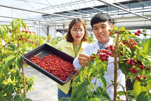 커피나무 재배 실내 재배 물 관리 가지 전정_4