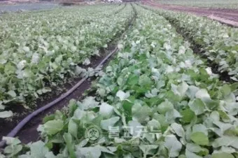 알타리무 재배 서늘한 기온 관리 연속 수확 물 주기_12