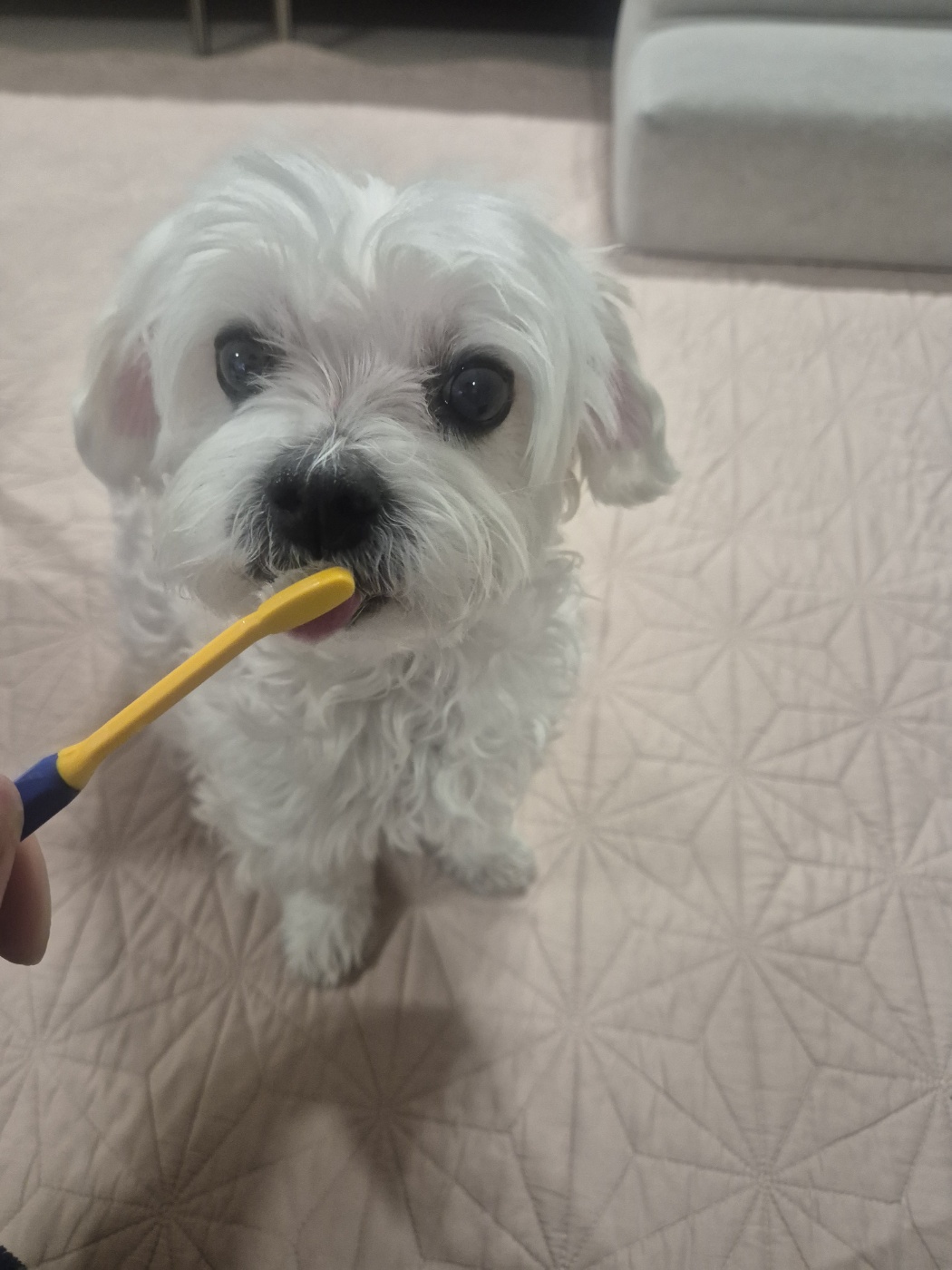 강아지 양치 사진